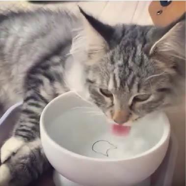 ＜猫壱＞猫用食器　脚付食器　ハッピーダイニング　脚付ウォーターボウル 猫柄　目盛付　猫ちゃんと一緒　動画4