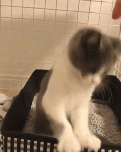 ＜猫壱＞猫用トイレ　折りたたみトイレ　ポータブルトイレ　GIFアニメ