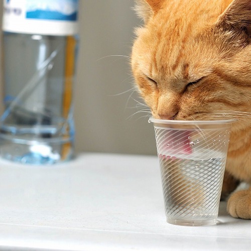 猫が喜んで飲む水とは？ミネラルウォーターは本当にダメなの？