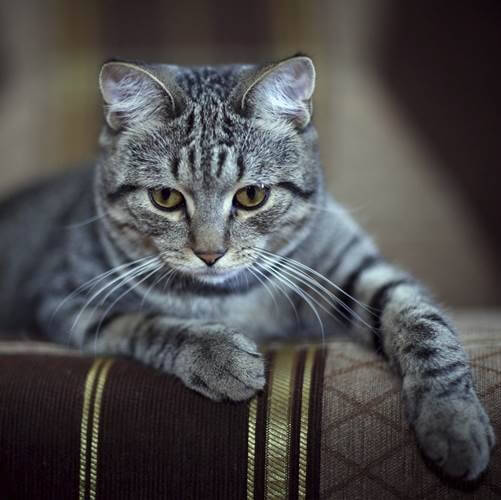 猫がむせるのは意外なコレが原因だった？飼い主が注意したいポイント