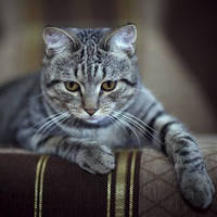 猫がむせるのは意外なコレが原因だった？飼い主が注意したいポイント