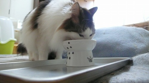 この器、ぼく専用