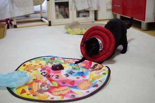 エリカラつけてても