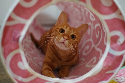 天真爛漫ちゃったん