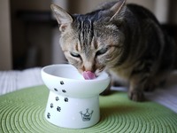 ｳﾍﾍ　ちゅーる☆