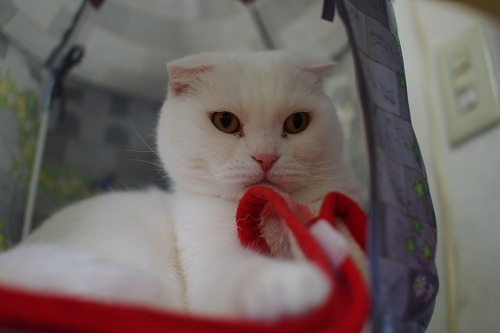 やれやれ(´･ω･`)