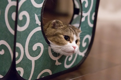 どかないよっ！