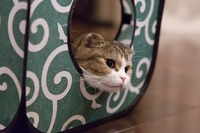 どかないよっ！