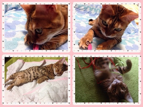 ママ違いの姉弟なのに全く違う2ニャン❣️