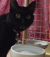 おかわり～♪ฅ^•ω•^ฅ