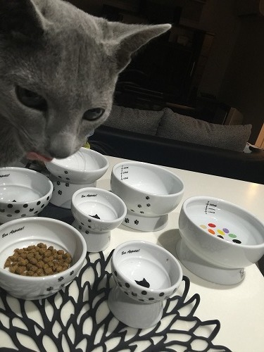 どれにしようかニャ～