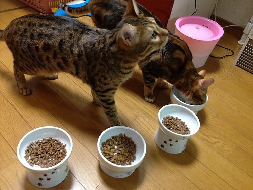 ママ違いの姉弟なのに全く違う2ニャン❣️