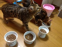 ママ違いの姉弟なのに全く違う2ニャン❣️