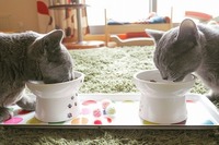 いつもいっしょにあさごはん。