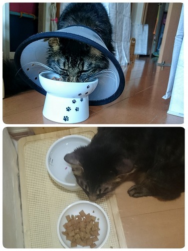 食べられたよ♪