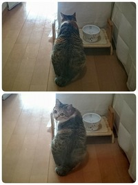食事中ですけど何か？