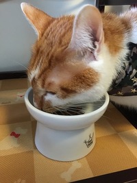 食べやすい( ´ ▽ ` )ﾉ