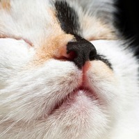 ちょっと意外？猫が嫌う、猫の嫌いな3つのニオイ