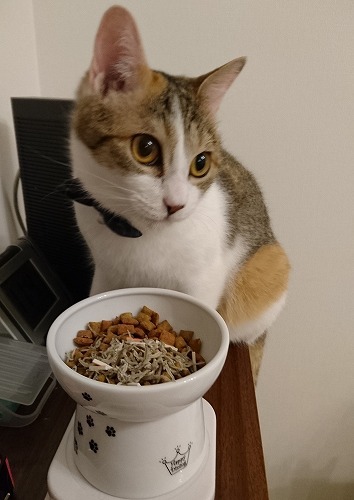 初めての猫壱！