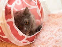 トンネル遊びが大好き