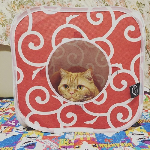 御満悦な王子さま