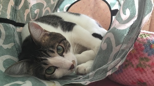 やっぱりこれがイイ