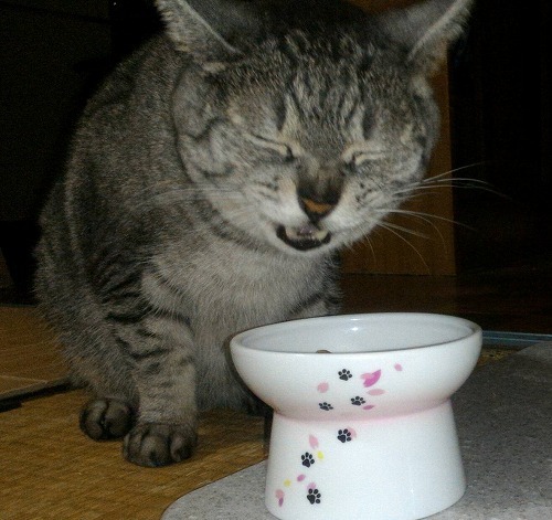 うミャいうミャい