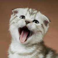 猫からの『SOS』！知っておきたい猫からのストレスサイン～前編