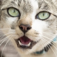 猫からの『SOS』！知っておきたい猫からのストレスサイン～後編