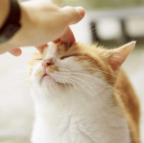 保護猫と家族になる！警戒心の強い猫になついてもらう3つの方法