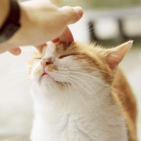 保護猫と家族になる！警戒心の強い猫になついてもらう3つの方法