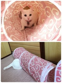 激しく遊んで、こんなになっても愛用しています。