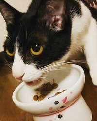 めし、うみゃー！