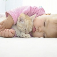 ネコの不思議☆猫の首の後ろをつかむと大人しくなるのは○○の証し？