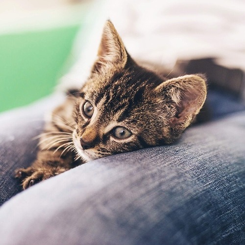 猫に愛が伝わったわけではないのかも！猫が急に甘えたさんになる理由とは？