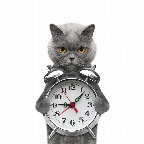 留守番中、94%の猫は起きている？猫が「寝る」より好きな事はこの2つ！