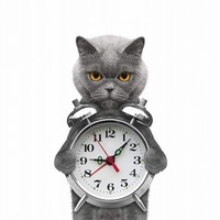 留守番中、94%の猫は起きている？猫が「寝る」より好きな事はこの2つ！