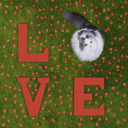 猫が手をペロペロ…は愛じゃなかった（泣）勘違いしやすい猫の仕草とは