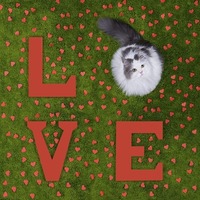 猫が手をペロペロ…は愛じゃなかった（泣）勘違いしやすい猫の仕草とは