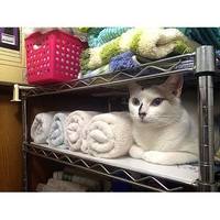 猫の気持ちは見た目が9割☆その行動の意味は？一目でわかる猫の気持ち