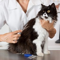 猫にサマーカットは必要？メリット・デメリットまとめ