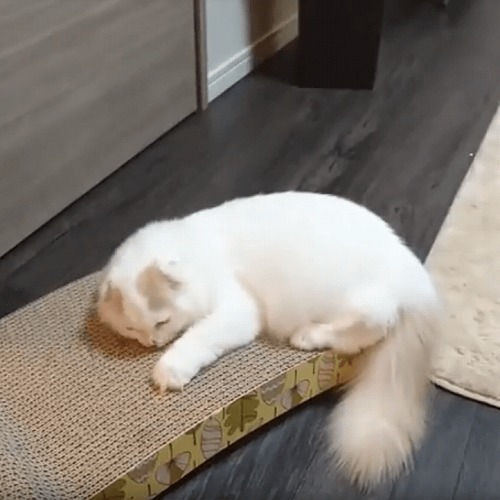 ＜猫壱＞爪とぎ　ダンボール爪とぎ　バリバリベッドL花柄　猫ちゃんと一緒　動画2