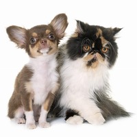 猫みたいな犬もいる♪愛猫家にも愛されるオススメな犬種とは