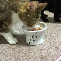 食事中