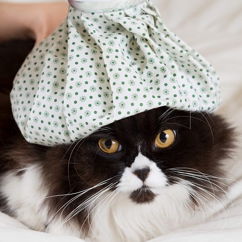 症状が出る前に見つけたい！猫が具合が悪い時の3つのサイン 