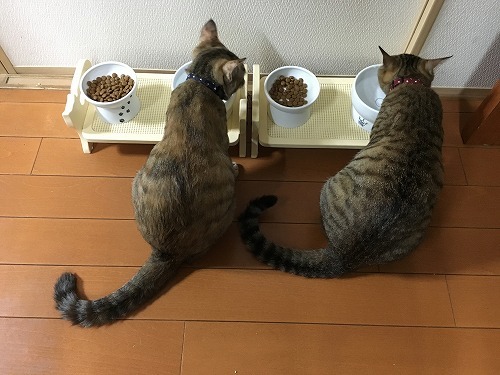 そっちの水はおいしいの？