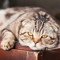 ネコの性格は見た目が9割？猫の品種と毛色でわかる性格判断とは
