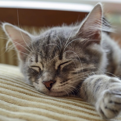 【猫のイビキ】可愛いけど…。ネコのイビキに隠された病気のサイン