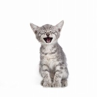 ネコはおしゃべり？あなたの言葉を猫は理解しているかの診断テスト