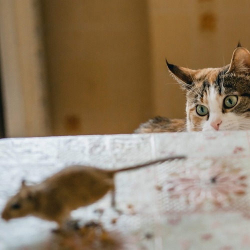 実はネコはとても頭が良いかも。あなたの猫の記憶力はどれくらい？